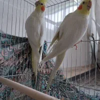 عروس هلندی نرو ماده