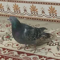 پلاکی|پرنده|اندیمشک, |دیوار