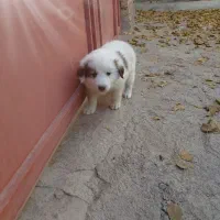 دو عدد توله نرقدرجانی|سگ|کرمانشاه, |دیوار