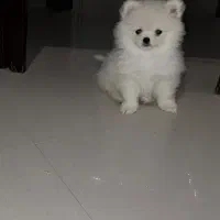 سگ پامرانین عروسکی