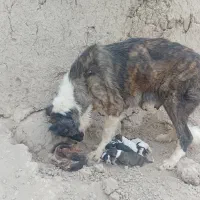 سگ نرولاس|سگ|اصفهان, پرتمان|دیوار