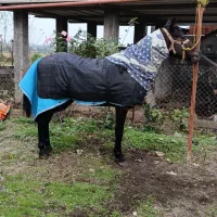 فروش اسب نریان|اسب و تجهیزات اسب‌سواری|اسالم, |دیوار