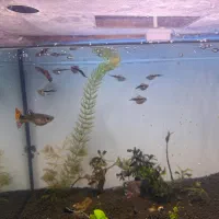 ماهی گیاهخوار|ماهی|تهران, شیوا|دیوار