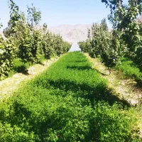 باغ ۱۸۰۰متری با آب دهدق شهرک گلستان|فروش زمین و ملک کلنگی|آباده, |دیوار