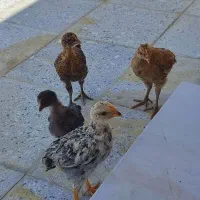 جوجه