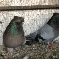 کبوتر نمایشی زیبا