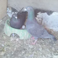 دو جفت نر و ماده با تخم