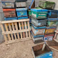 کندو زنبور عسل و طبق