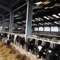 گاوداری ۶۰راسی