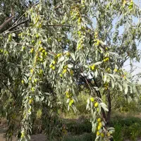 فروش نهال سنجد صادراتی حاج حسین|خدمات باغبانی و درختکاری|مرند, |دیوار