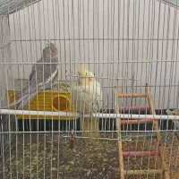 یک جفت عروس هلندی