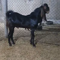 بزنر|حیوانات مزرعه|شادگان, |دیوار