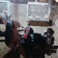 فروش بوقلمون|حیوانات مزرعه|گرگان, |دیوار