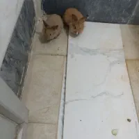 خرگوش