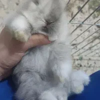 فروش چند عدد خرگوش لوپ