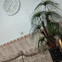 درختچه سالم|گل مصنوعی|اسلام‌‌آباد غرب, |دیوار