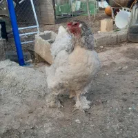 مرغ برهما بلو