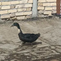اردک