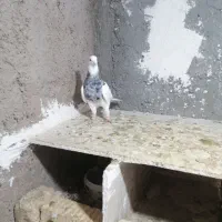 نر طوقی الماسی هفت رنگ