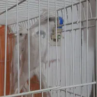 البینو تکخال