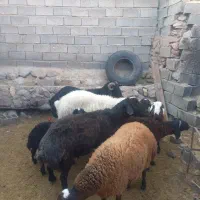 فروش بره کشتاری|حیوانات مزرعه|فیروزکوه, |دیوار