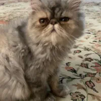 گربه پرشین|گربه|سهند, |دیوار