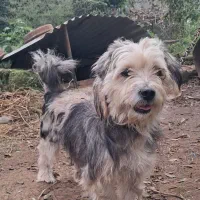 سگ پاکوتاه