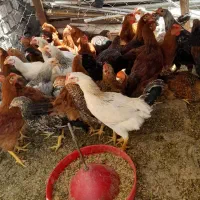 خروس|حیوانات مزرعه|گلپایگان, |دیوار
