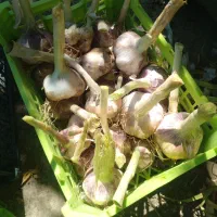 فروش سیر