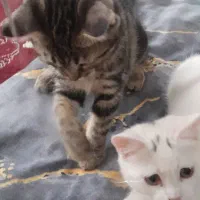 گربه|گربه|نیشابور, ریوند|دیوار