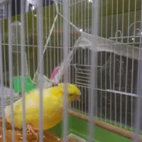 قناری نر