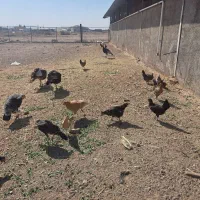 مرغ و خروس رسمی|حیوانات مزرعه|قم, پردیسان|دیوار