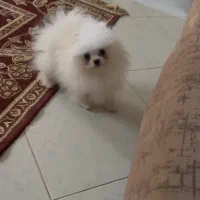 پامرانین ۴ ماه نر دو سر خرسی