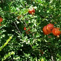 فروش باغ سر دونبش در قصردشت|فروش زمین و ملک کلنگی|شیراز, فرهنگ شهر|دیوار