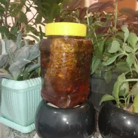 عسل اورگانیک|خوردنی و آشامیدنی|مهاجران, |دیوار