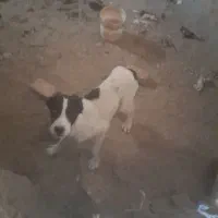 طوله سگ سرابی معاوضه هم دارم