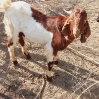 فروش بزغاله