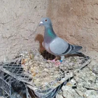 کفتر