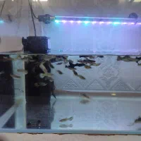 آکواریوم شرکتی سالم تمیز