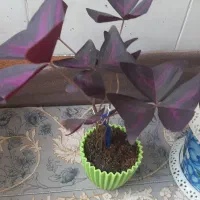 گل و گیاه