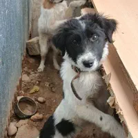 دو عدد توله سگ ماده قدرجونی فروشی قیمت توافقی