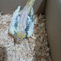 جوجه عروس هلندی دوکت