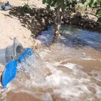 زمین پسته|فروش زمین و ملک کلنگی|کشکوئیه, |دیوار