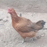 مرغ تخم گذار