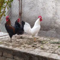 مرغوخروس|حیوانات مزرعه|کهک, |دیوار