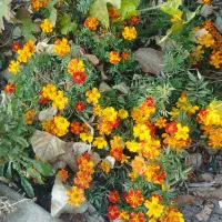 زمین-فروشی-شکوفه-9خیابان-سی-متری-14در-24