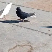 کبوتر