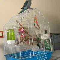 طوطی راهب ۵ ماهه با قفس و کیف حمل و غذا|پرنده|شهریار, شهریار|دیوار