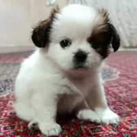 سگ . پاکوتاه .( پیکینز)