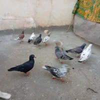 13تاکفتر|پرنده|کاشمر, |دیوار